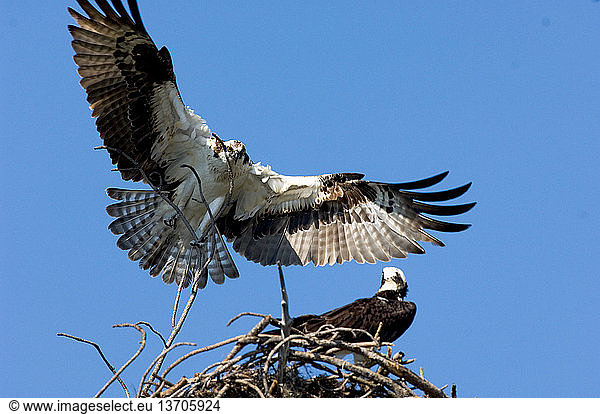 Osprey (Pandion haliaetus) bulding nest.