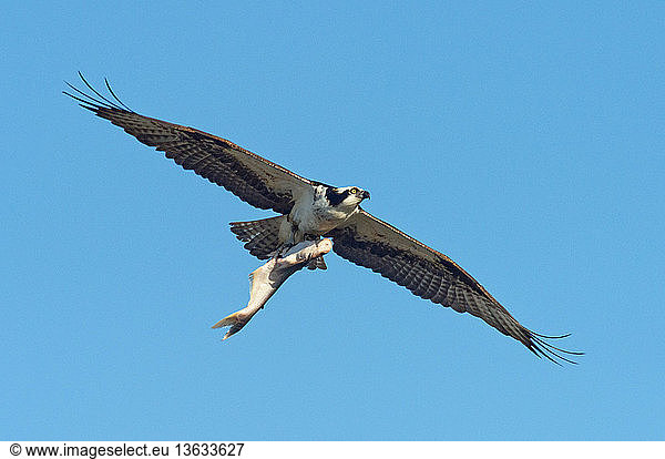 Osprey (Pandion haliaetus) carrying a big fish