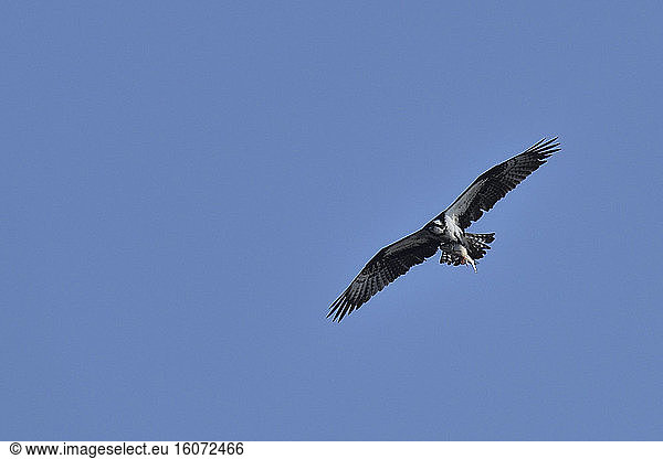 Osprey (Pandion haliaetus) in flight with prey  over the Loire in summer  France