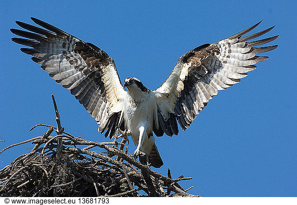 Osprey (Pandion haliaetus) landing on nest.