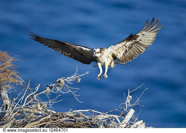 Osprey  Pandion haliaetus  landing on nest  coast of Andratx  Majorca  Balearic Islands  Spain
