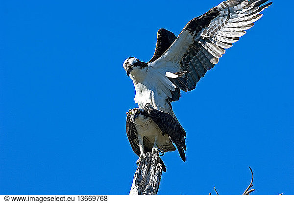Osprey (Pandion haliaetus) mating.