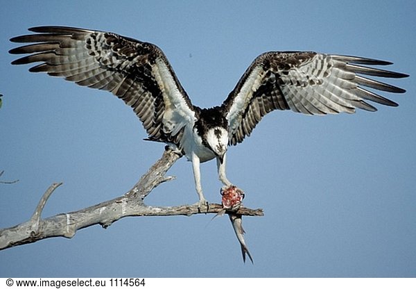 Osprey (Pandion Haliaetus) mit Fisch. Sanibel Island  Florida. USA