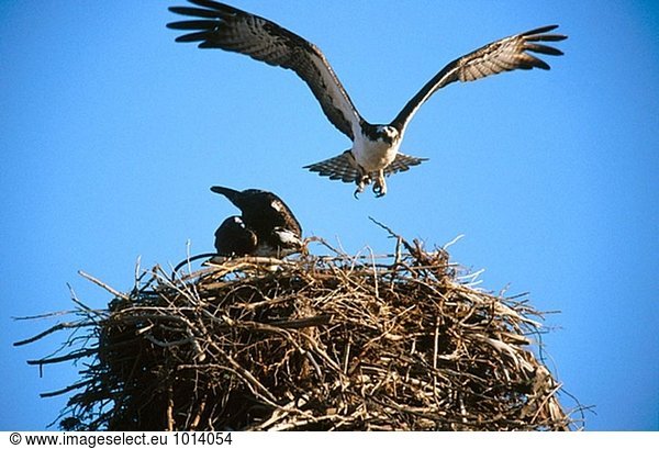 Osprey (Pandion Haliaetus) Nest. Vizcaino Halbinsel. Baja California. Mexiko