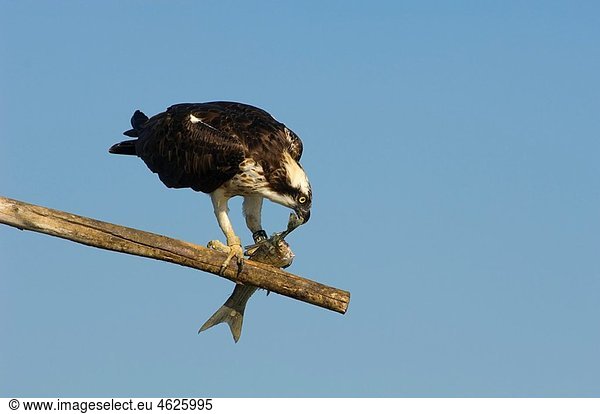 Osprey (Pandion haliaetus). Odiel Natural Site. Huelva. Andalusia. Spain.