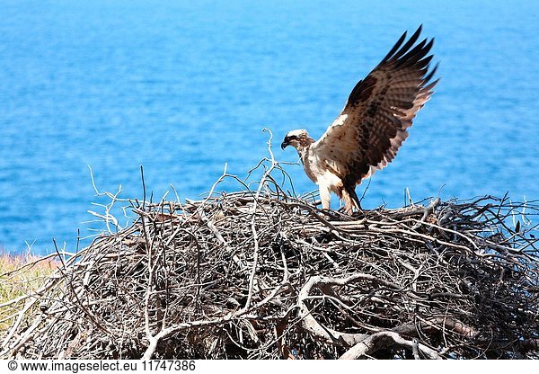 Osprey (Pandion haliaetus). Parque Nacional del archipielago de Cabrera. Mallorca  Islas Baleares.