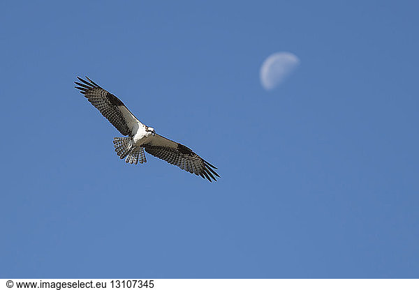 Osprey (Pandion haliaetus) soaring in flight  Emigrant Lake; Ashland  Oregon  United States of America