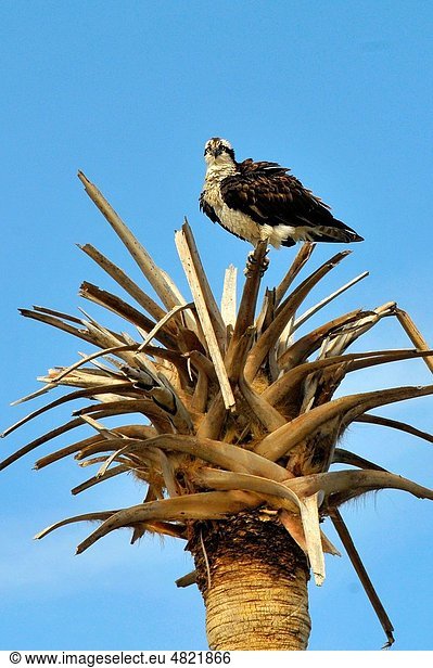 Osprey predator bird perched atop of a palm tree