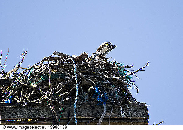 Osprey Repairing Nest