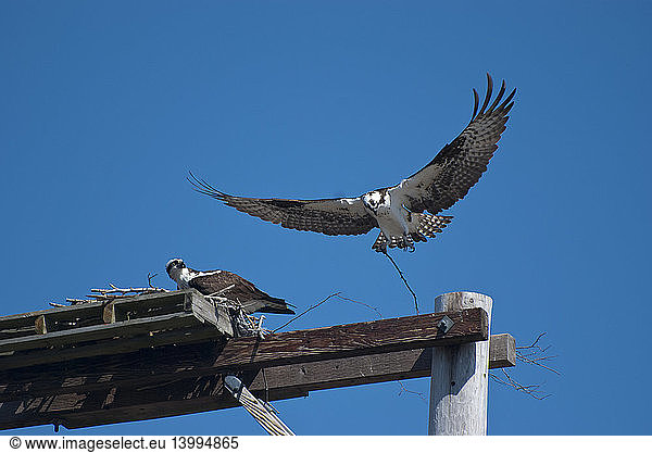 Ospreys Starting Nest