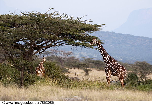 Ostafrika Afrika Kenia