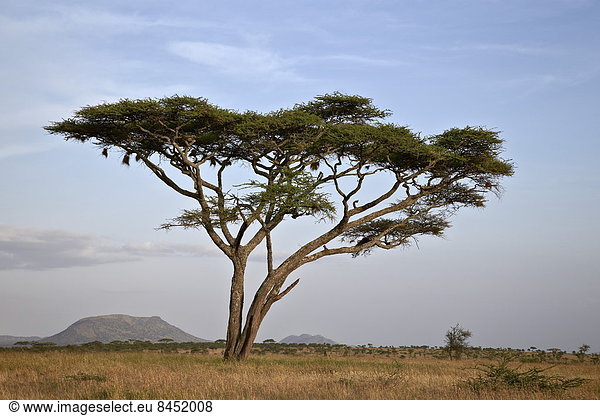 Ostafrika Akazie Serengeti Nationalpark Afrika Tansania