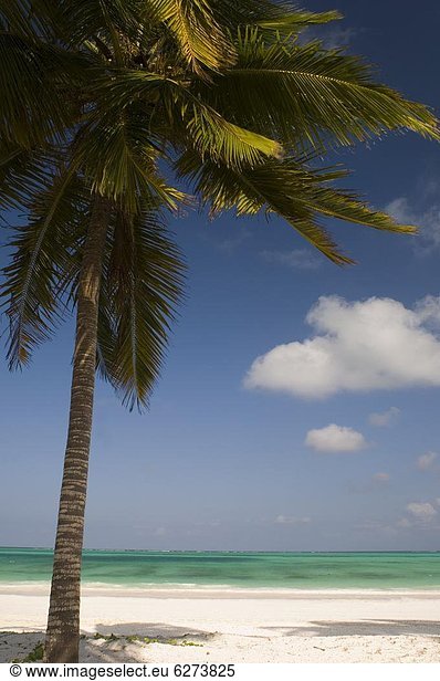 Ostafrika  Ecke  Ecken  Strand  Baum  über  Ozean  Meer  weiß  Sand  Indianer  Palme  Afrika  Smaragd  Paje  Tansania  Sansibar