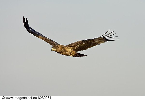 Ostafrika  fliegen  fliegt  fliegend  Flug  Flüge  Masai Mara National Reserve  Afrika  Adler  Kenia