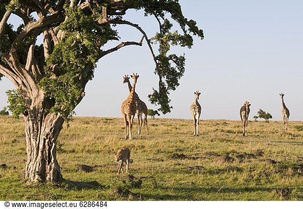 Ostafrika  Giraffe  Giraffa camelopardalis  Gepard  Acinonyx jubatus  Masai Mara National Reserve  Afrika  Kenia  Masai