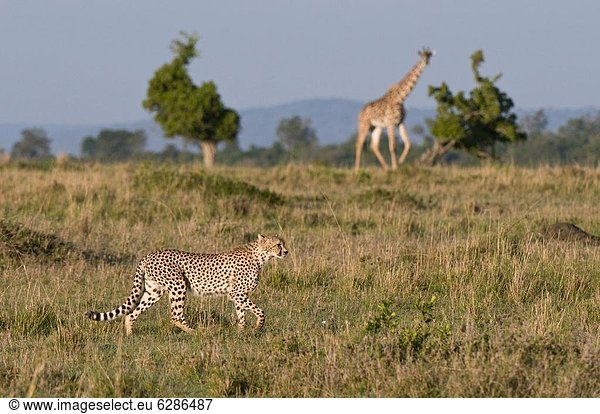 Ostafrika  Giraffe  Giraffa camelopardalis  Gepard  Acinonyx jubatus  Masai Mara National Reserve  Afrika  Kenia  Masai