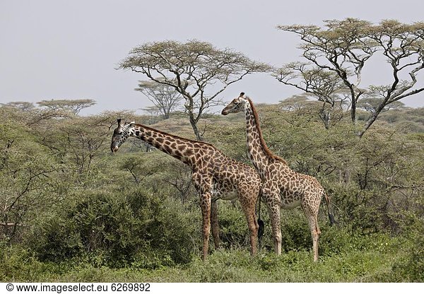 Ostafrika  Giraffe  Giraffa camelopardalis  2  Serengeti Nationalpark  Afrika  Masai  Tansania