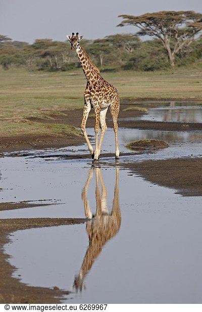 Ostafrika  Giraffe  Giraffa camelopardalis  Spiegelung  Serengeti Nationalpark  Afrika  Masai  Tansania