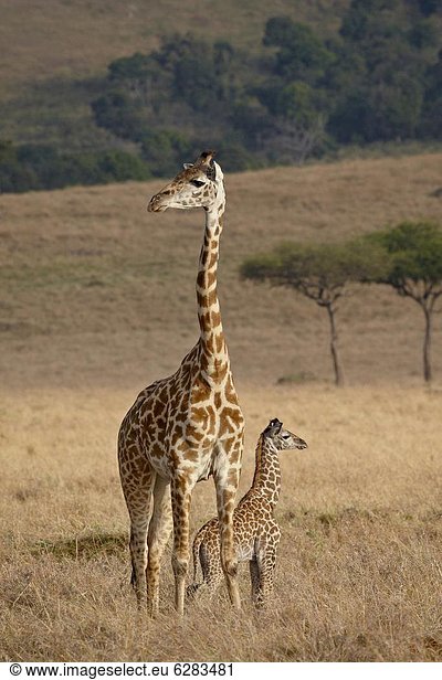 Ostafrika Giraffe Giraffa camelopardalis Tag Masai Mara National Reserve Mutter - Mensch Afrika Baby Kenia Masai alt