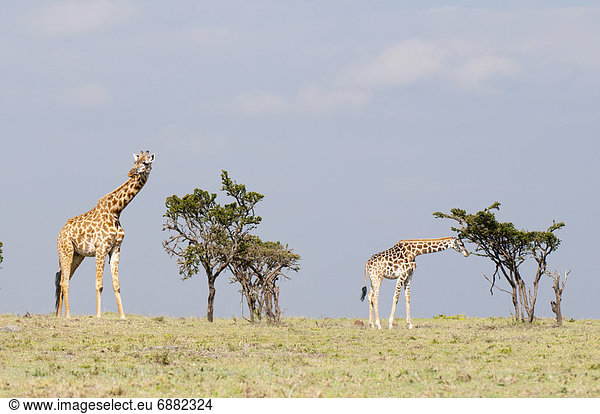Ostafrika Masai Mara National Reserve Afrika Kenia