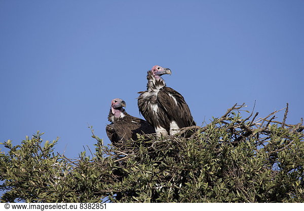 Ostafrika Masai Mara National Reserve Afrika Kenia