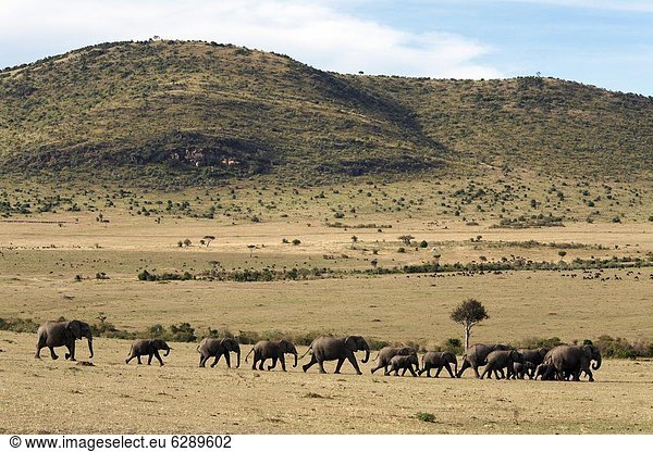 Ostafrika  Pampashase  Dolichotis patagonum  klar  offen  Herde  Herdentier  Elefant  Bewegung  Naturschutzgebiet  Kenia  Masai