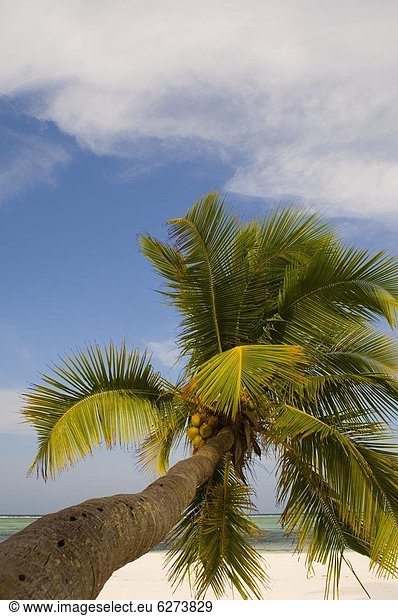 Ostafrika  Strand  Baum  über  weiß  Sand  Palme  Afrika  hinauslehnen  Tansania  Sansibar