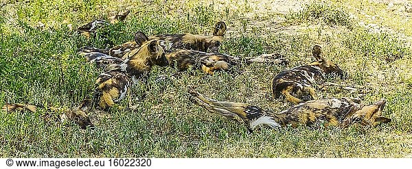 Ostafrikanisches Wildhunderudel (Lycaon pictus lupinus). Ngorongoro-Schutzgebiet (NCA). Tansania.