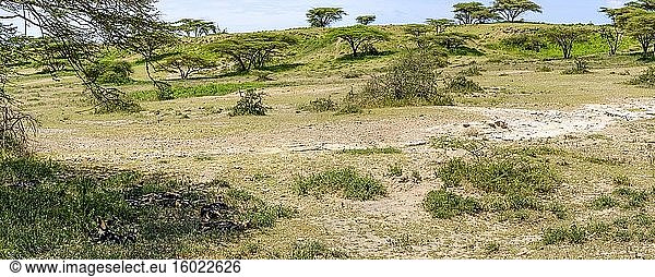 Ostafrikanisches Wildhunderudel (Lycaon pictus lupinus). Ngorongoro-Schutzgebiet (NCA). Tansania.