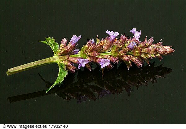 Ostasiatischer Riesenysop  Agastache rugosa  Korean Zest. In Ostasien und Nordamerika als Heilpflanze  Gewürzpflanze und Duftpflanze verwendet