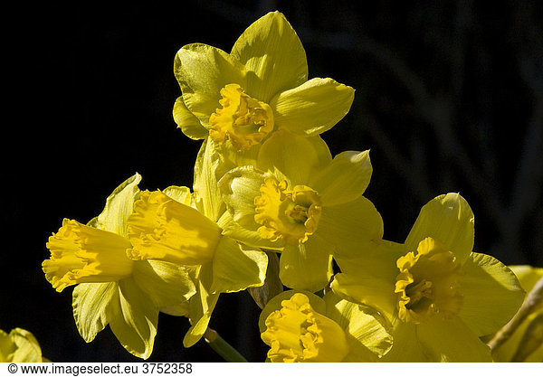 Osterglocken  Märzenbecher  Gelbe Narzisse  (Narcissus pseudonarcissus)