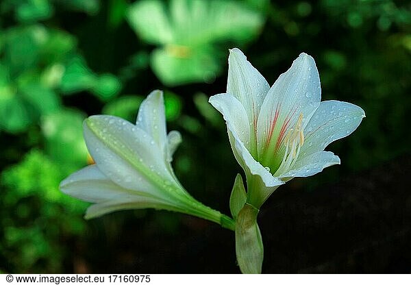 Osterlilie  Lilium longiflorum  blumenpflanze  asien