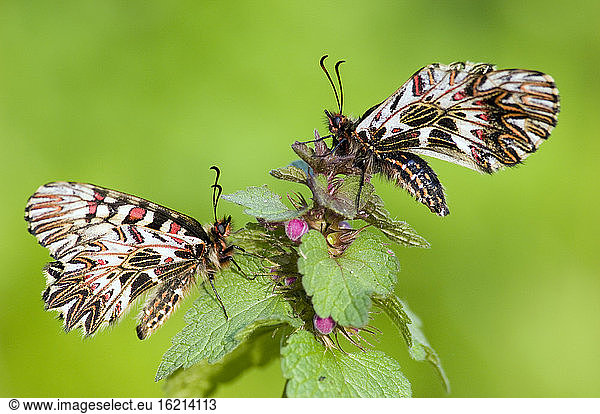 Osterluzeinfalter