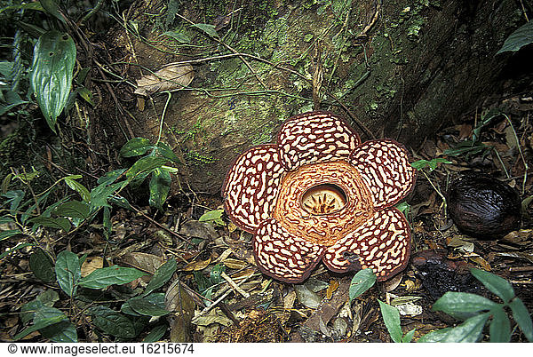 Ostmalaysia  Borneo  Sabah  Riesenblume  Rafflesia arnoldii