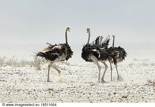 Ostrich at Etosha National Park  Namibia  Africa