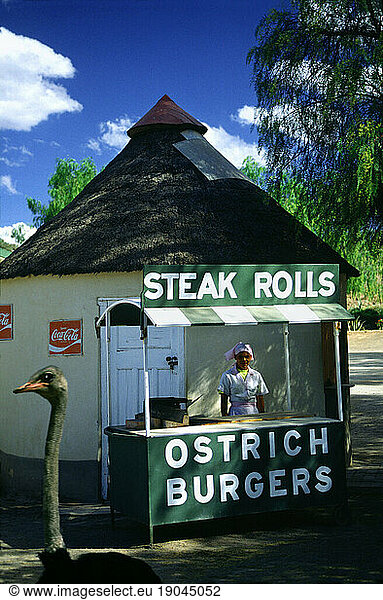 Ostrich burger  Oudtshoorn ostrich farm