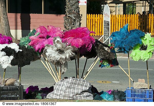 Ostrich feathers for sale  Oudtshoorn  Western Cape  South Africa  Souvenir  Souvenir  Africa