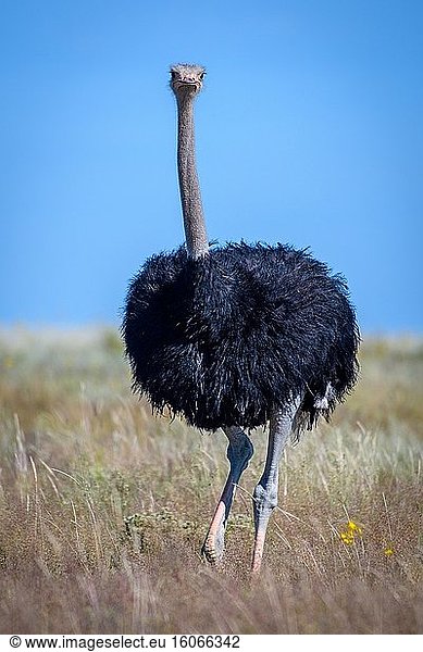 Ostrich (struthio camelus) in Etosha National Park  Namibia.