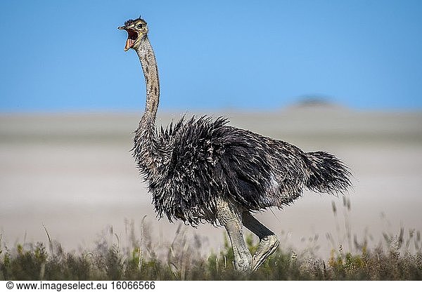 Ostrich (struthio camelus) in Etosha National Park  Namibia.
