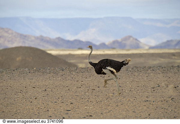 Ostrich (Struthio camelus) in the Namib Desert by the Sesriem Canyon  Republic of Namibia  Africa