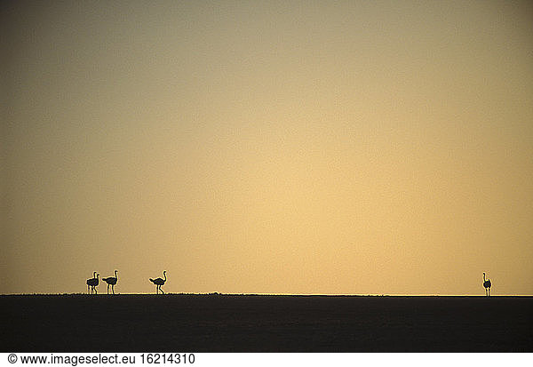 Ostriches  Etosha National Park  Namibia