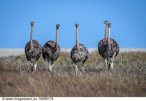 Ostriches (struthio camelus) in Etosha National Park  Namibia.