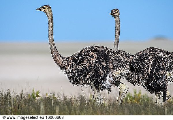 Ostriches (struthio camelus) in Etosha National Park  Namibia.