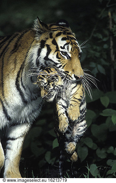 Ostsibirischer Tiger mit Welpen