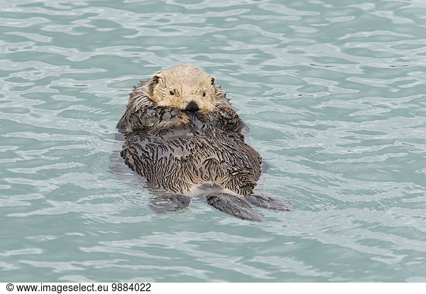 Otter Lutrinae Wasser Amerika Entspannung Meer Verbindung Cordova Alaska Alaska