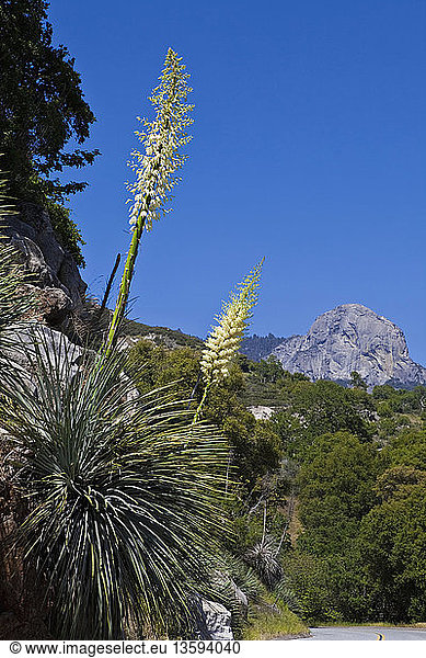 Our Lords candle  Hesperoyucca whipplei. Spikes of creamy yellow flowers extending from rosette of stiff  spine tipped leaves. USA  California  Sequoia National Park