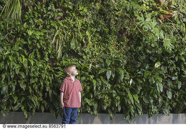 Outdoors in the city in spring. An urban lifestyle. A young boy looking up at a wall covered with lush foliage  ferns and bright green leaves.