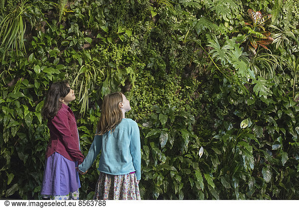 Outdoors in the city in spring. An urban lifestyle. Two children holding hands and looking up at a wall covered with growing foliage  of a large range of plants.