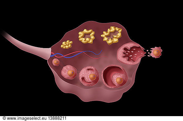 Ovarian Follicles Ovarian Follicles Illustration Corpus Albicans