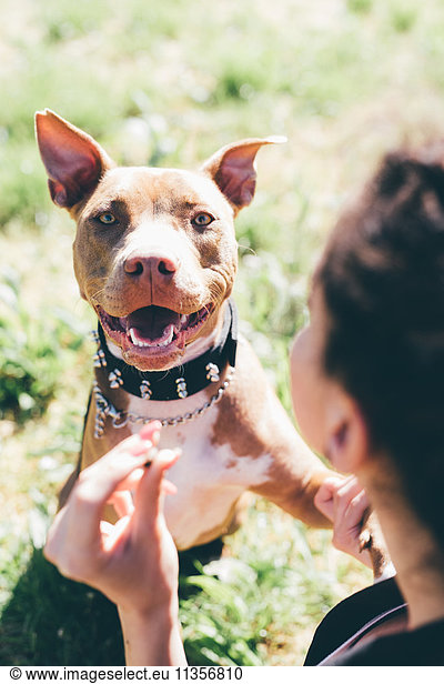 Over the shoulder portrait of pit bull terrier with female owner